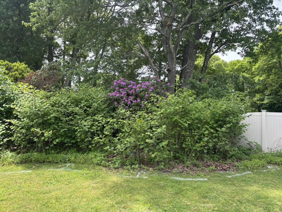 Tall invasive knotweed canes before root excavation